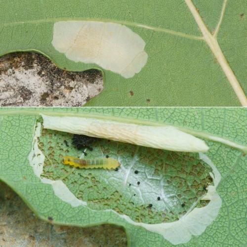 Réf. 214 885 : Phyllonorycter sp.